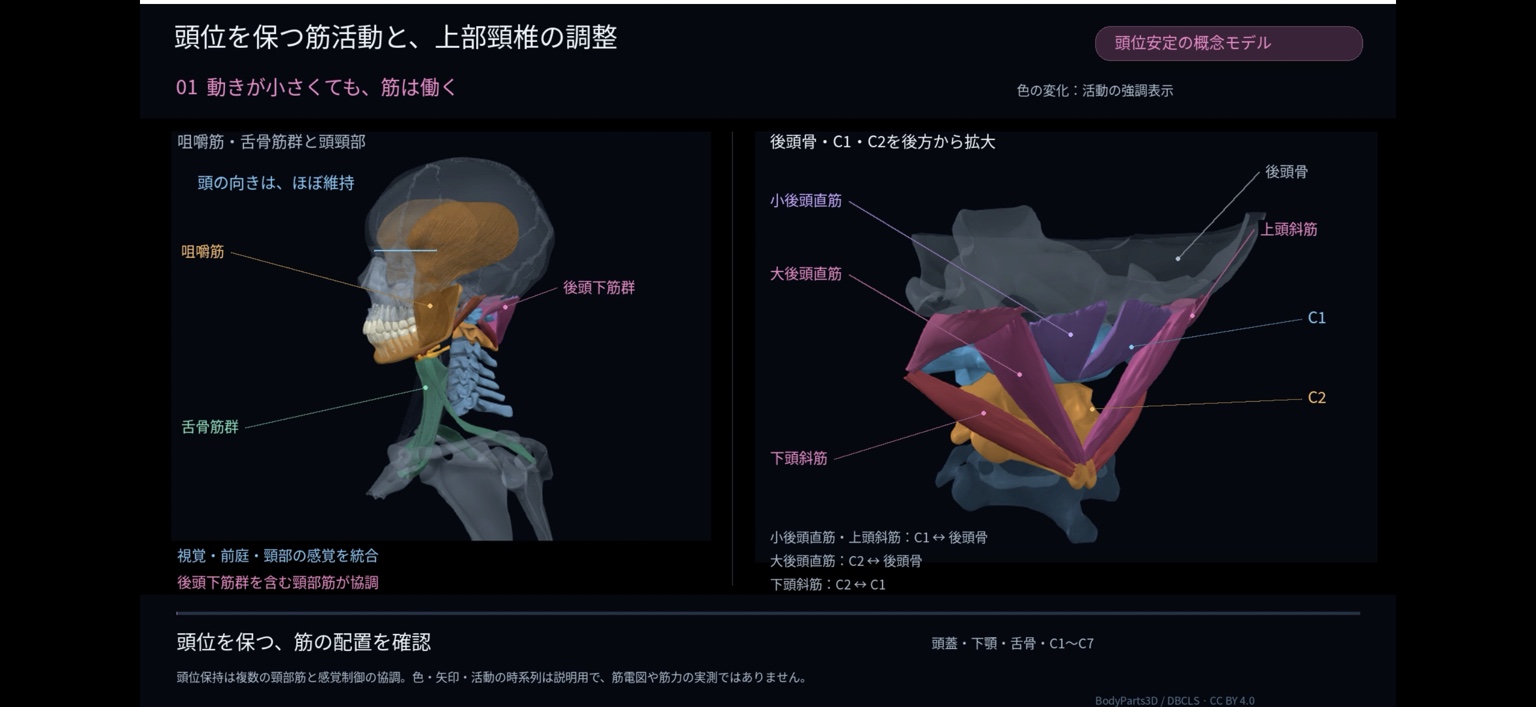 頭頸部筋と上部頸椎の関係を示した解説スライド